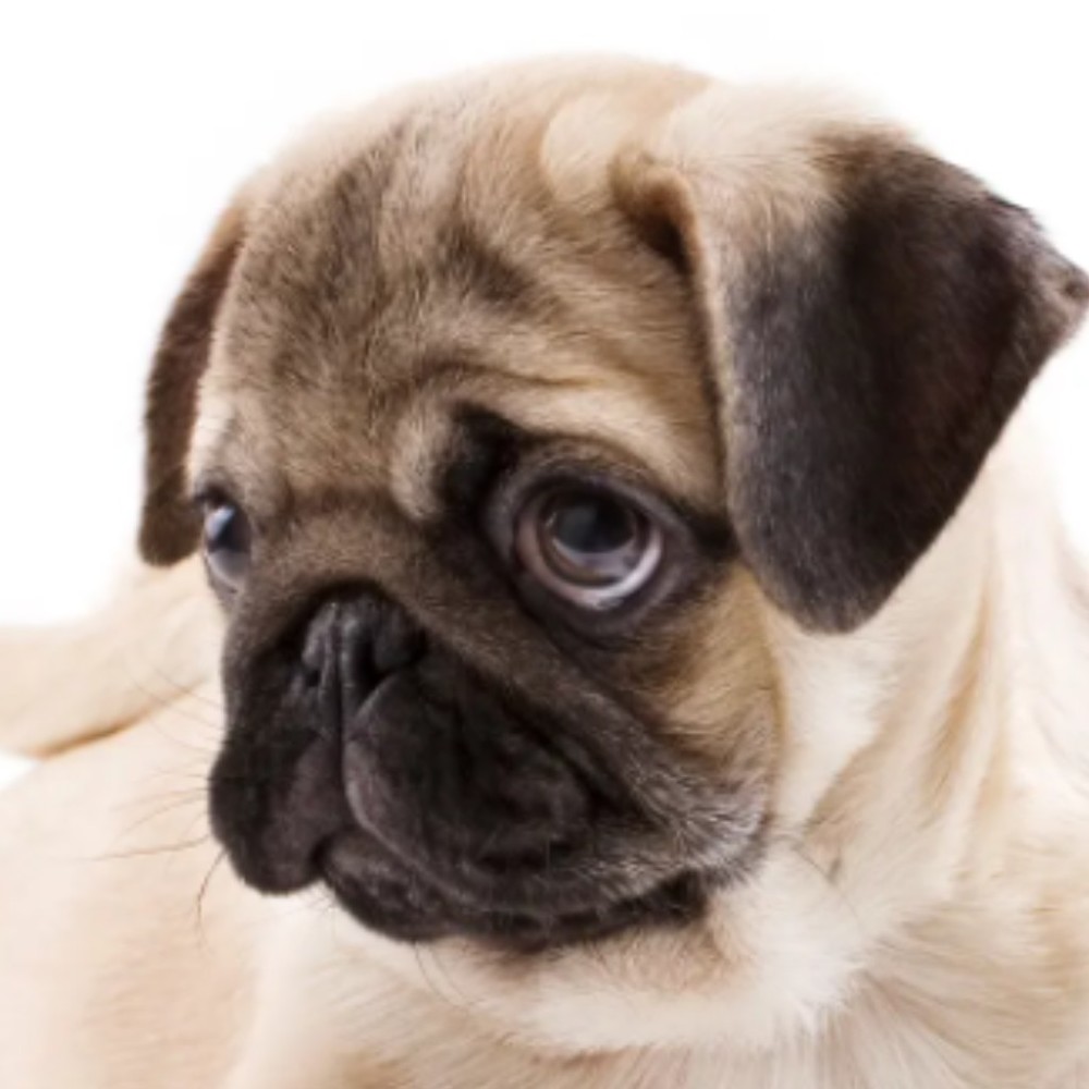 Meet your Posher, Sheila